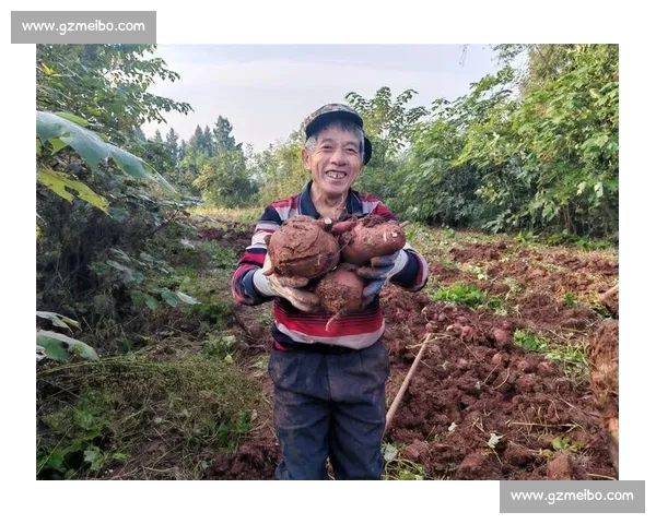 激情四溢的红薯挖掘大赛挑战赛 谁能最快挖出丰收的美味红薯